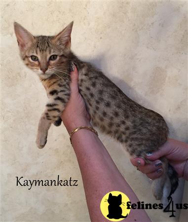 jmiller@kaymankatz.com Picture 3